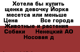 Хотела бы купить щенка девочку Йорка 2 месетса или меньше › Цена ­ 5 000 - Все города Животные и растения » Собаки   . Ненецкий АО,Носовая д.